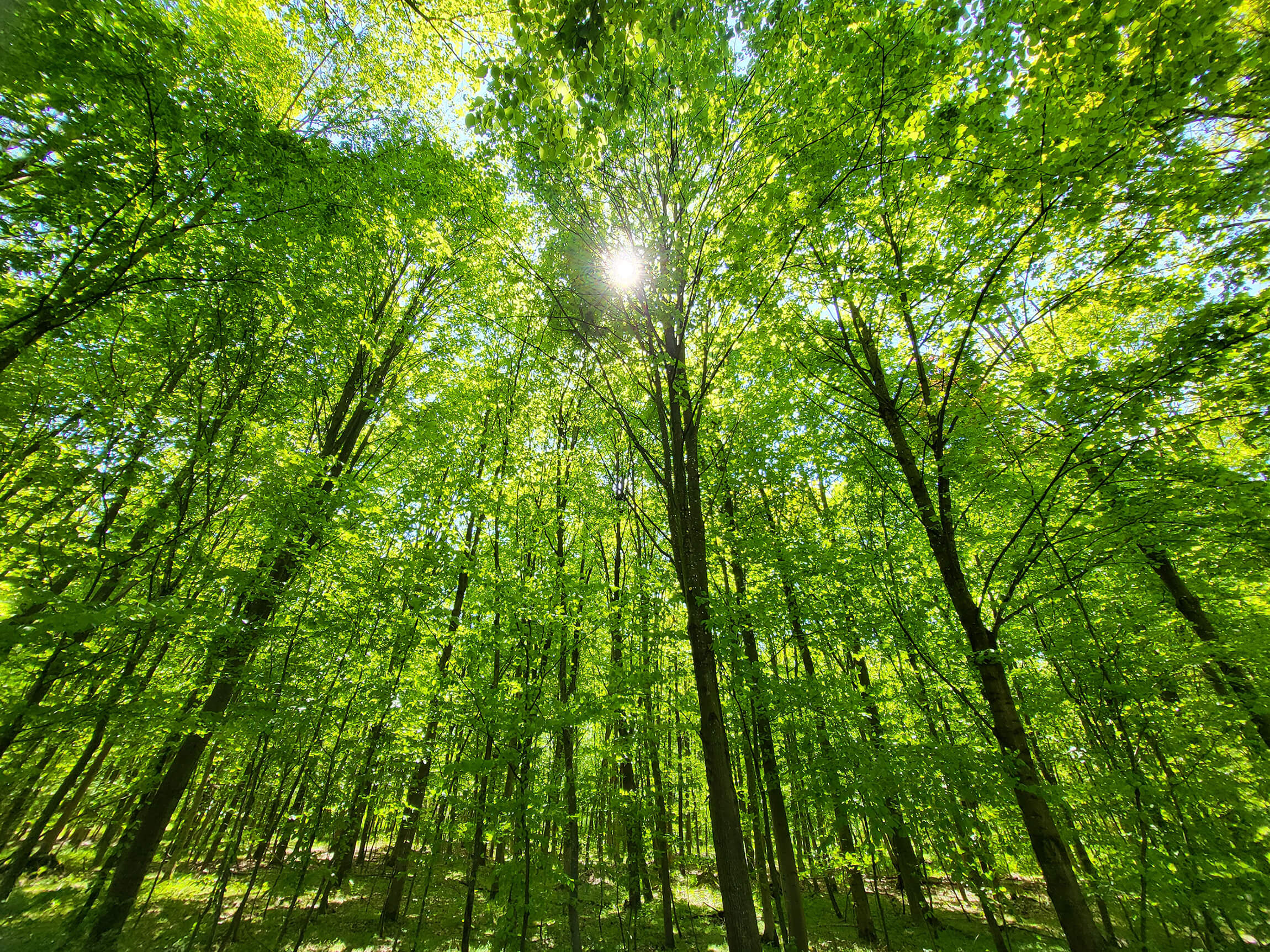 Grüner Wald bei Sonnenschein