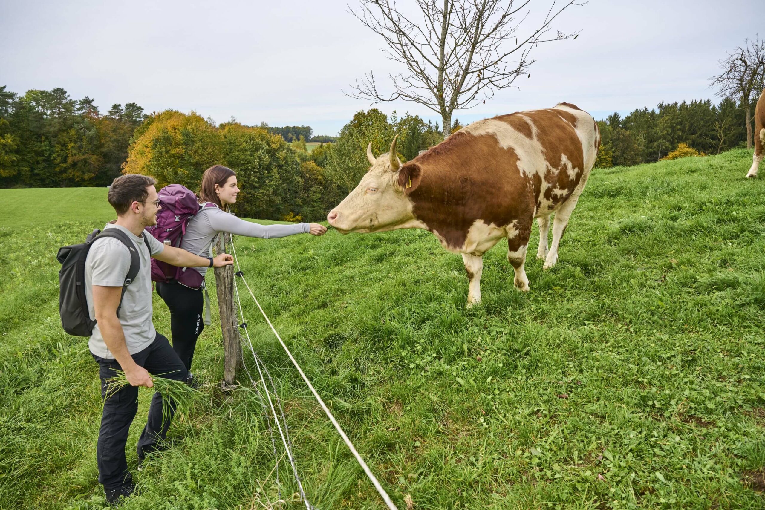 Wanderer füttern eine Kuh Schildthurn Rottal-Inn