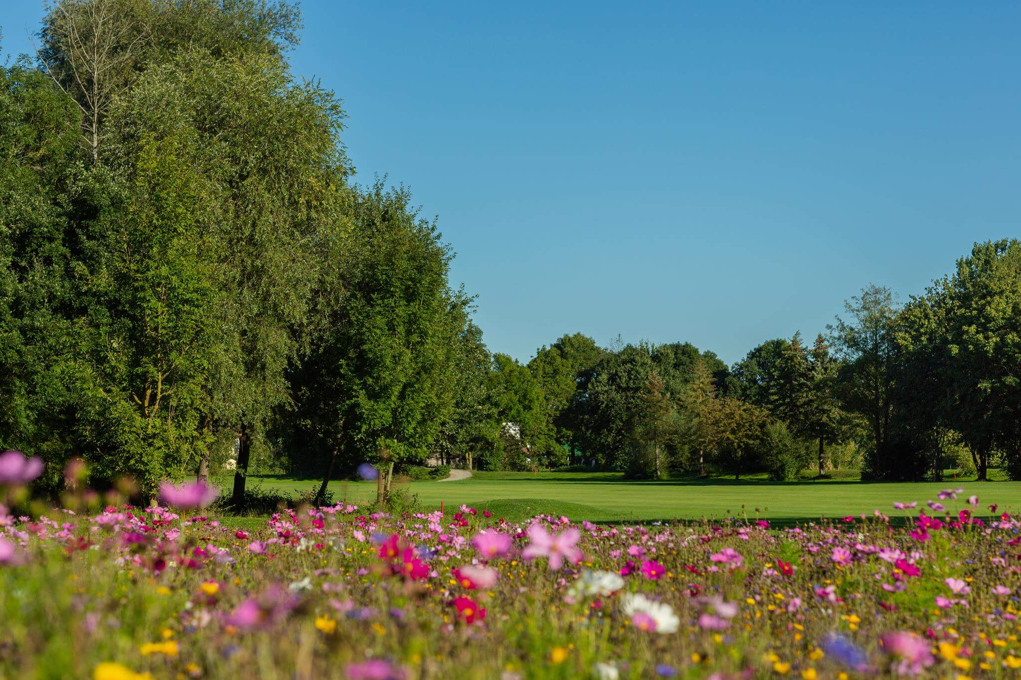 Foto von einer Blumenwiese auf den Golfclub Sagmühle Bad Grießbach